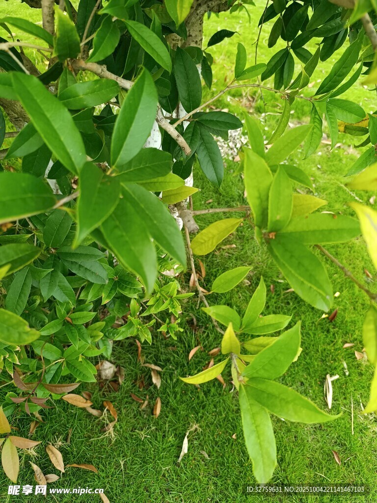 绿叶繁茂的植物景观