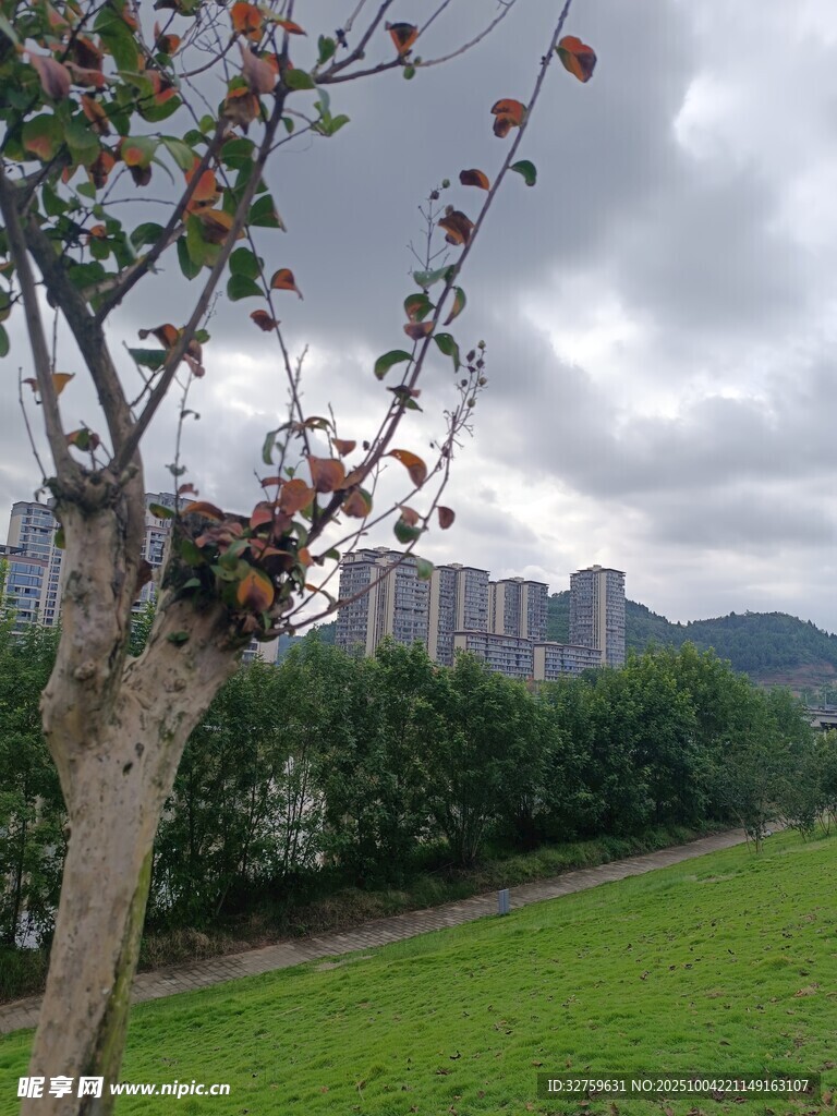 草地旁开花的树