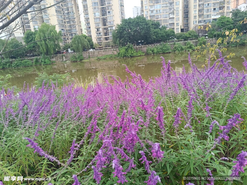 湖畔紫色花海美景