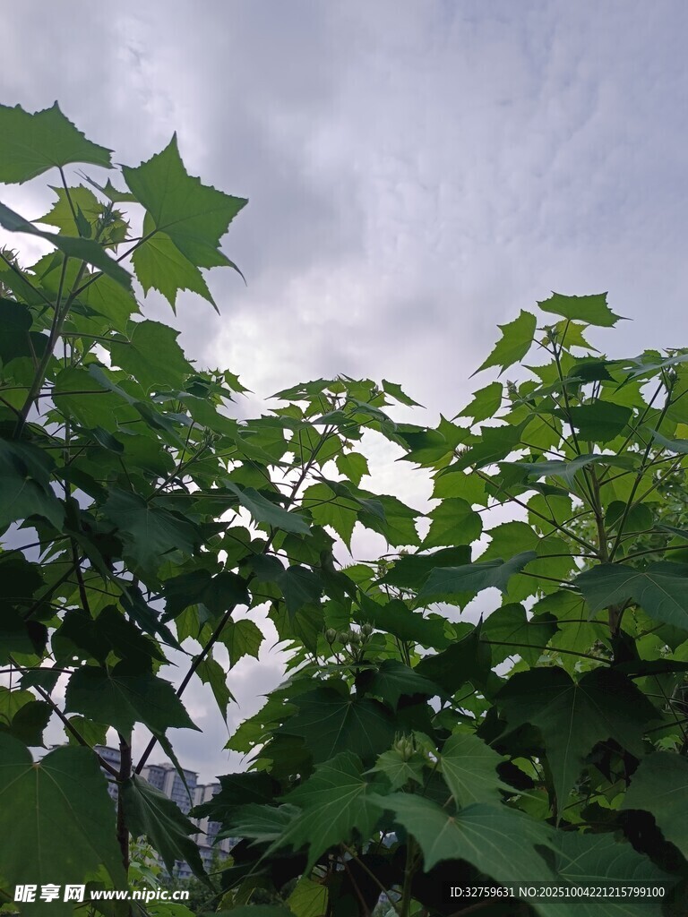 绿叶在阴天背景下的生机