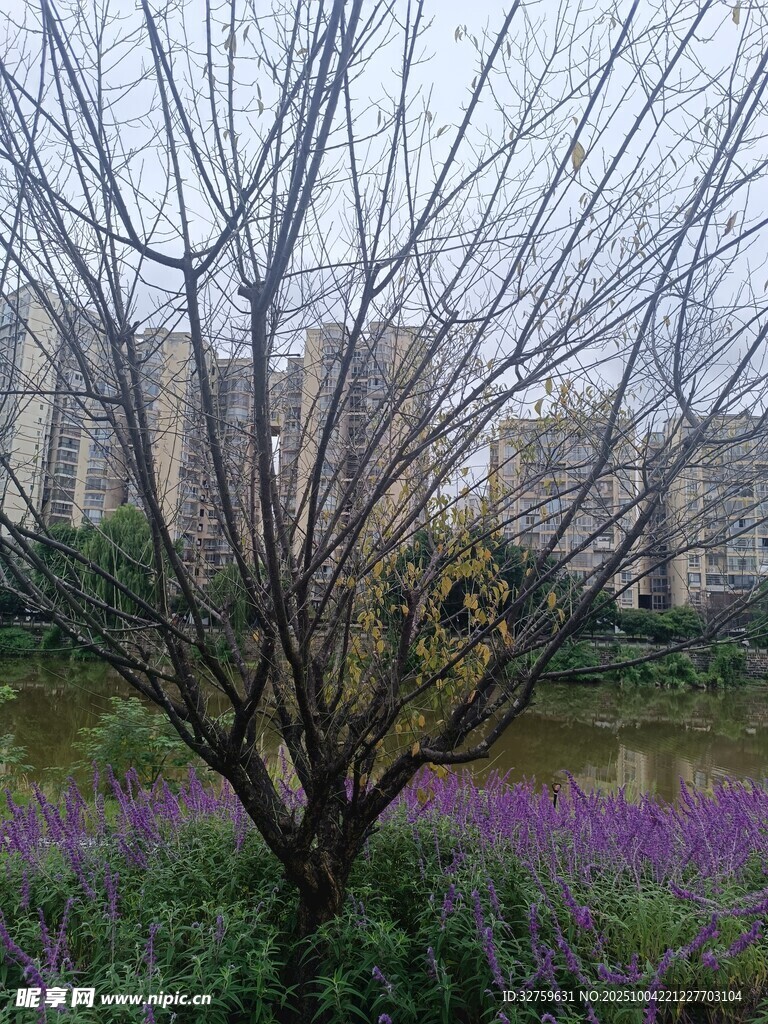 湖畔枯树旁的紫色花丛