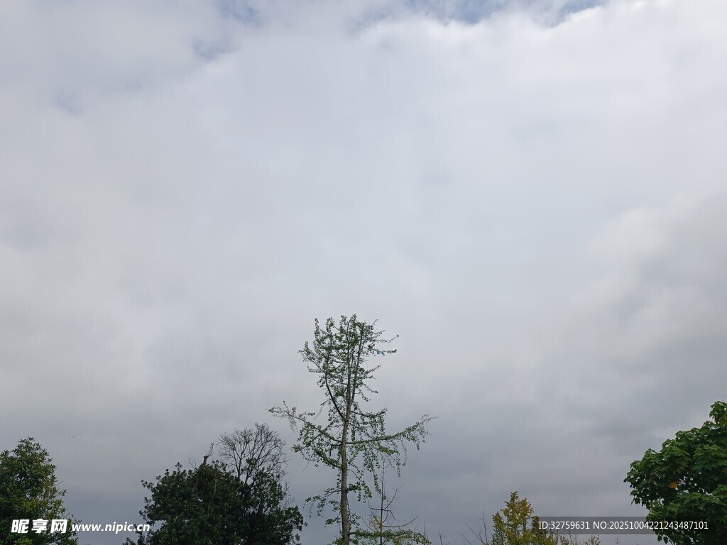 阴云下的树木景观