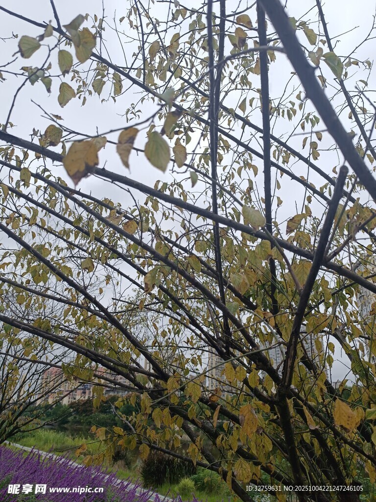 秋日落叶树枝景象
