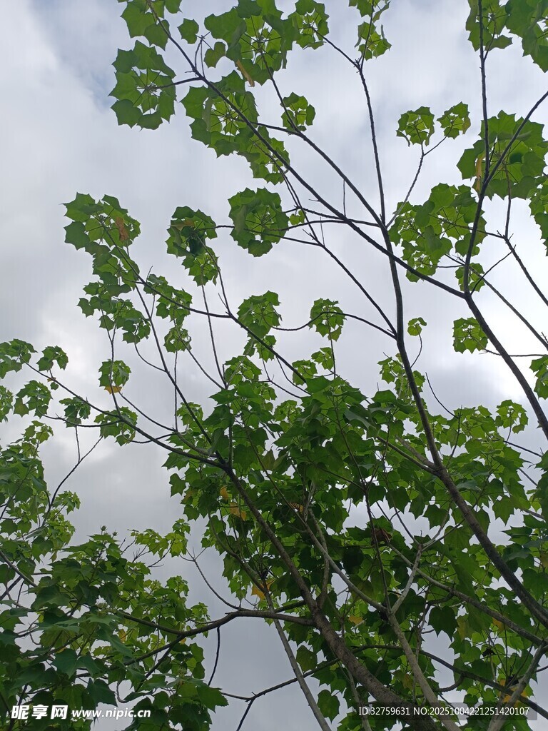 仰视翠绿枝叶与天空