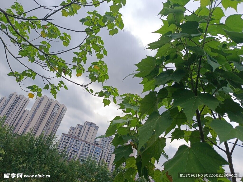 绿叶掩映下的城市高楼