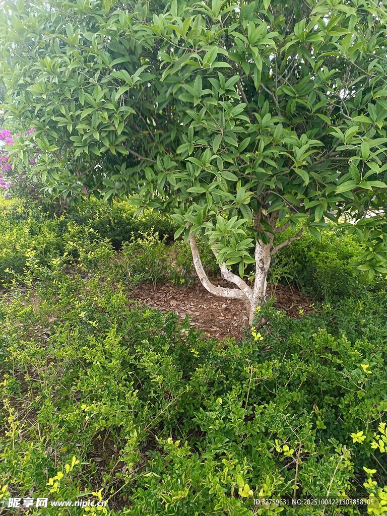 果园中的繁茂苹果树