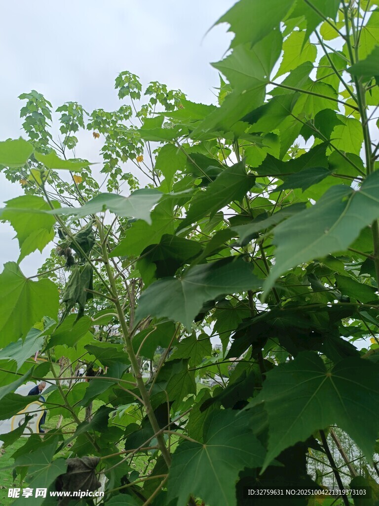 绿叶繁茂的树木景象