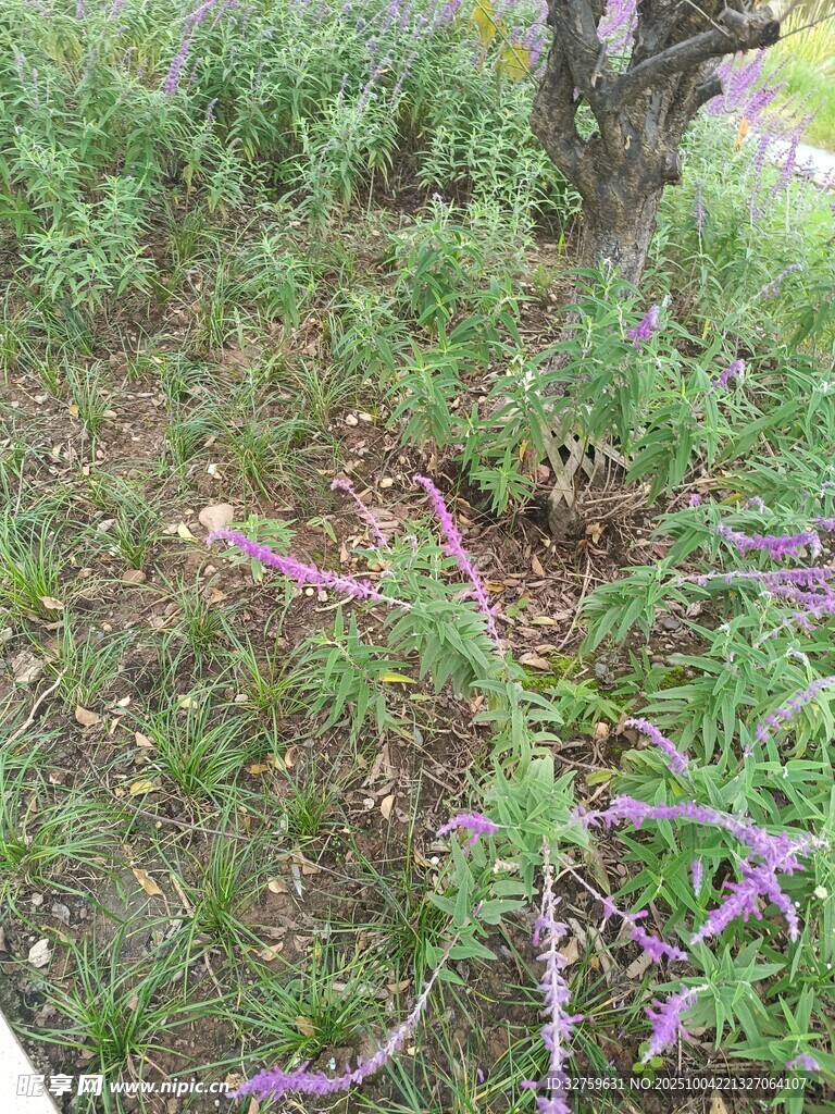草丛中的紫色小花