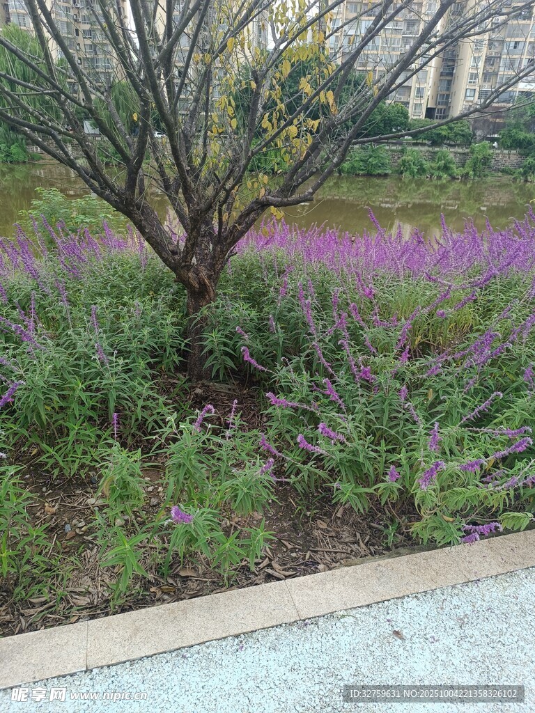 路边繁花伴孤树