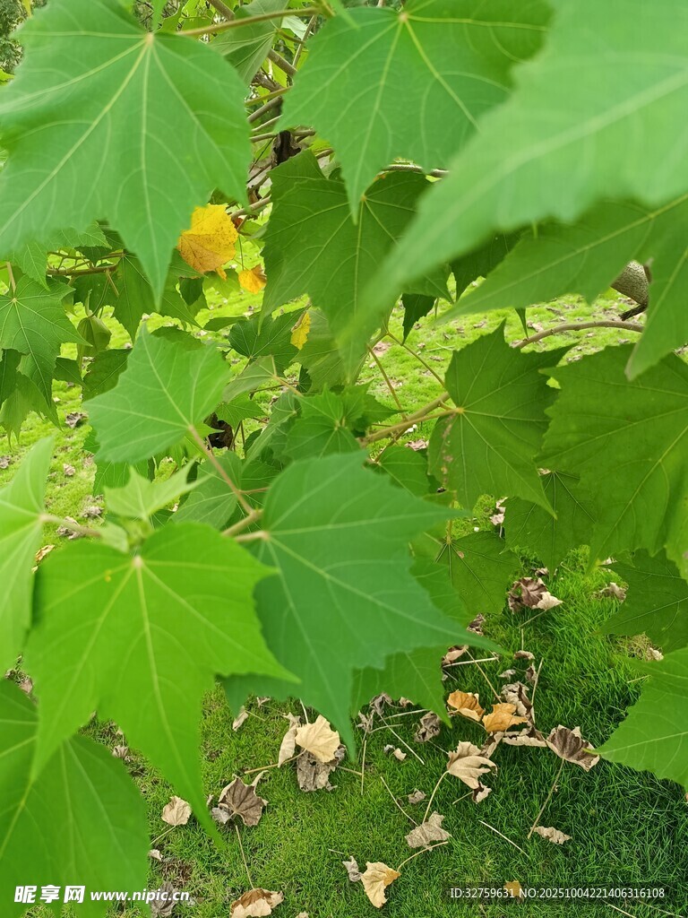 绿叶繁茂的植物景象