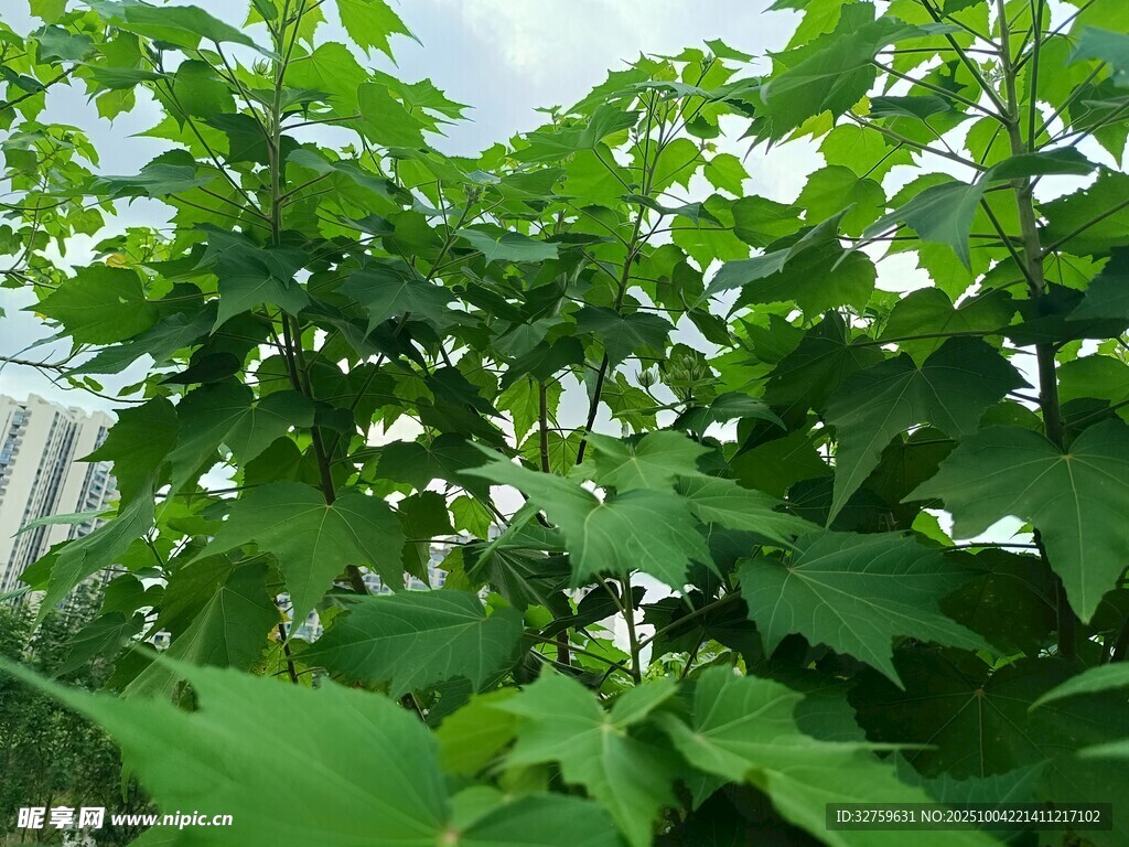 绿叶繁茂的植物景观