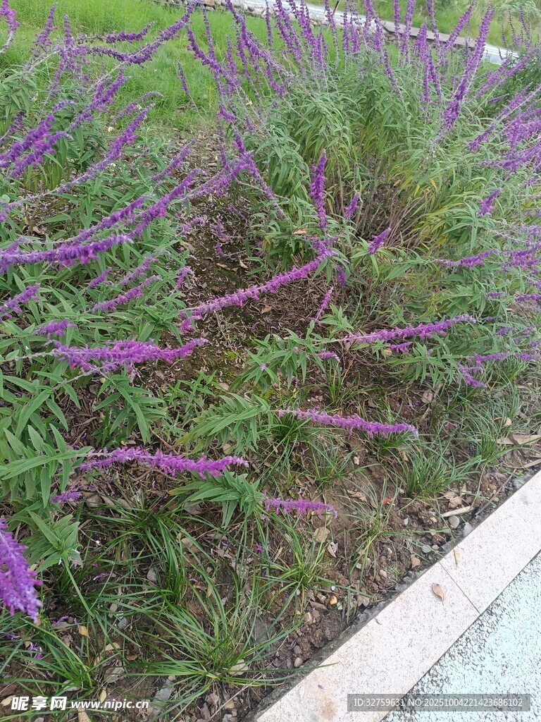 紫色花卉植物近景特写