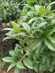 绿叶繁茂的植物景观