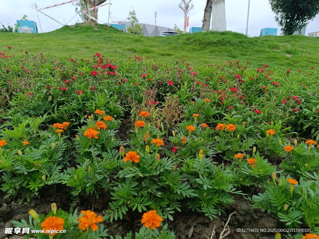 多彩花卉装点绿色草地