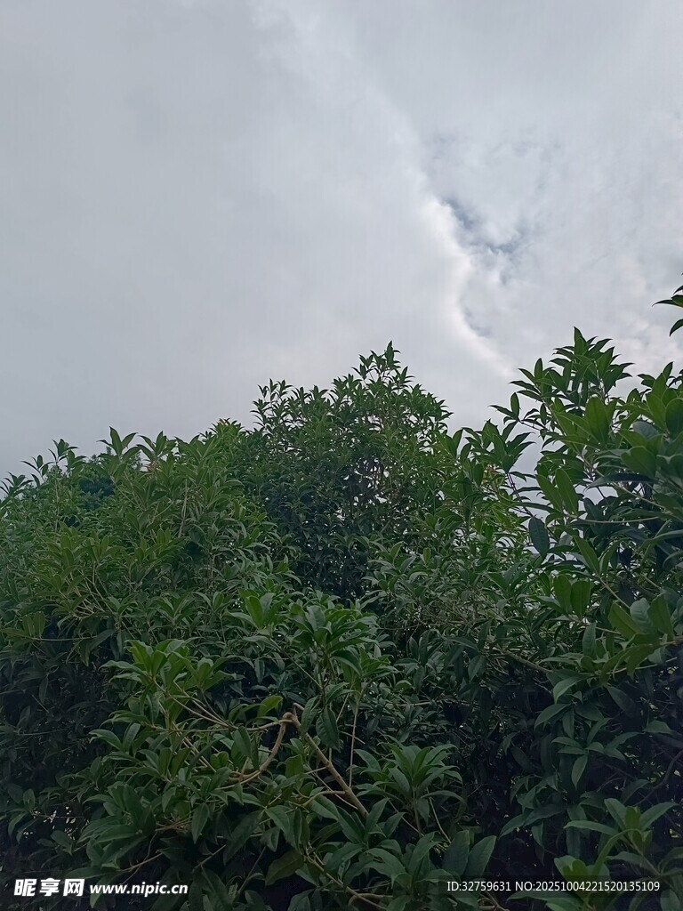 树梢上空的奇异云迹