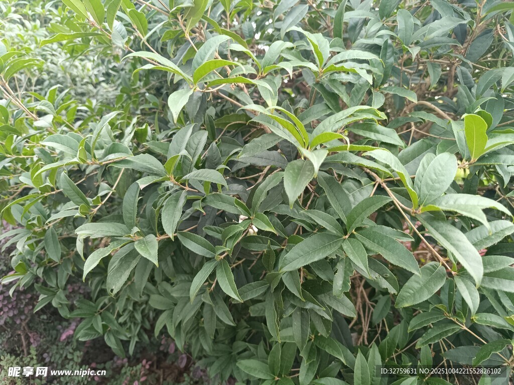 绿叶繁茂的植物景观