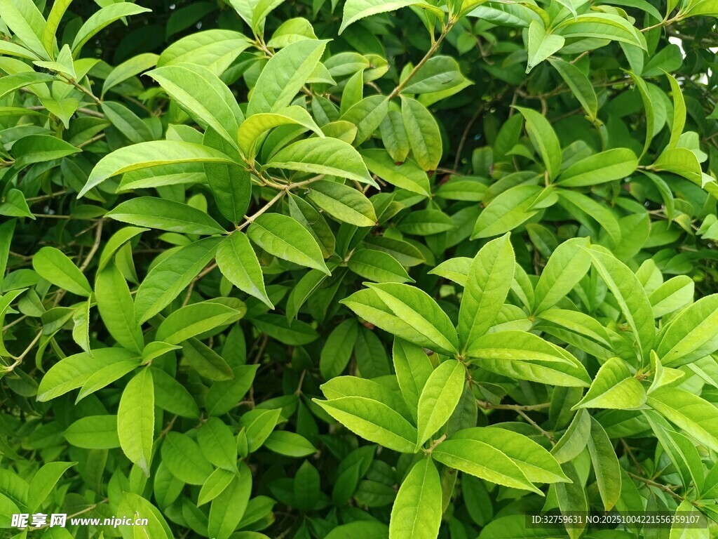 翠绿繁茂的绿叶植物