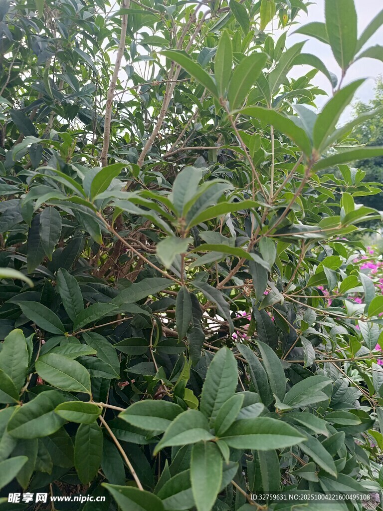 绿叶繁花的植物景观