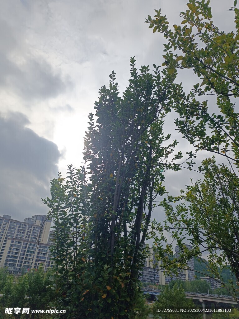 阳光穿透树木的清新景象