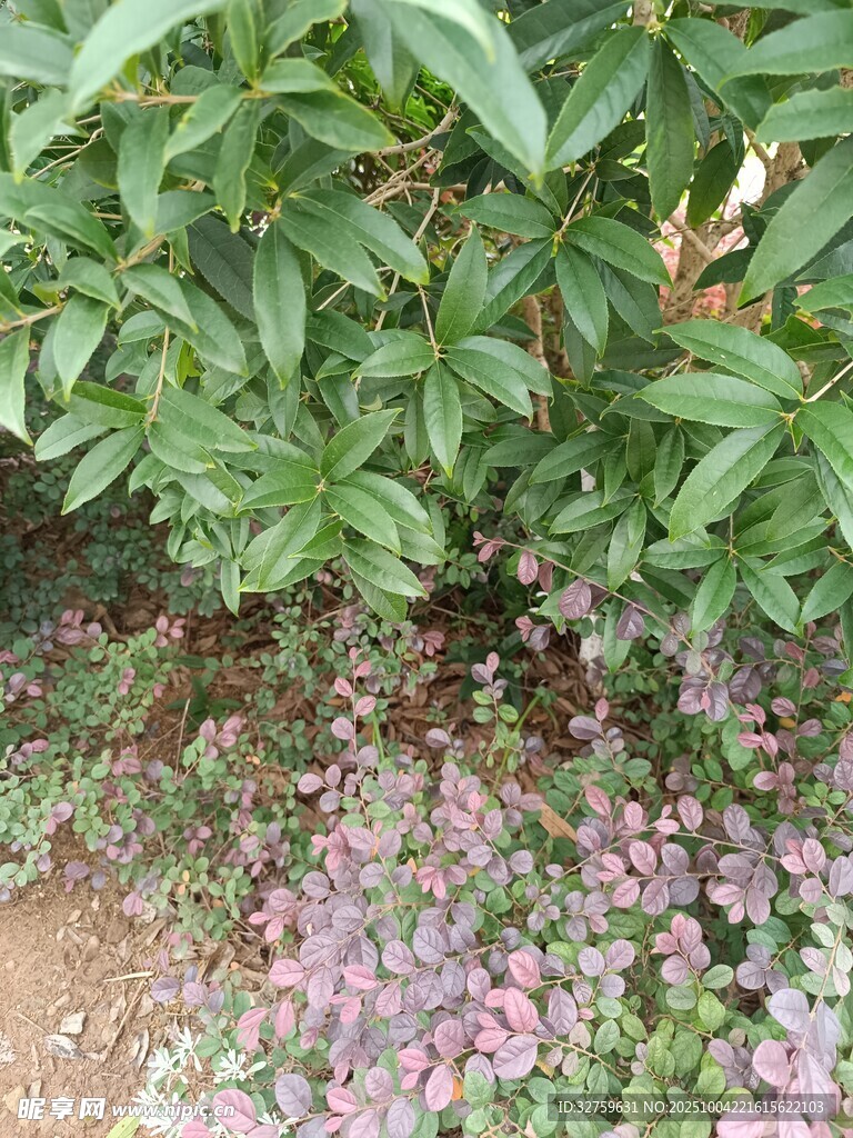 绿叶下的粉色小花