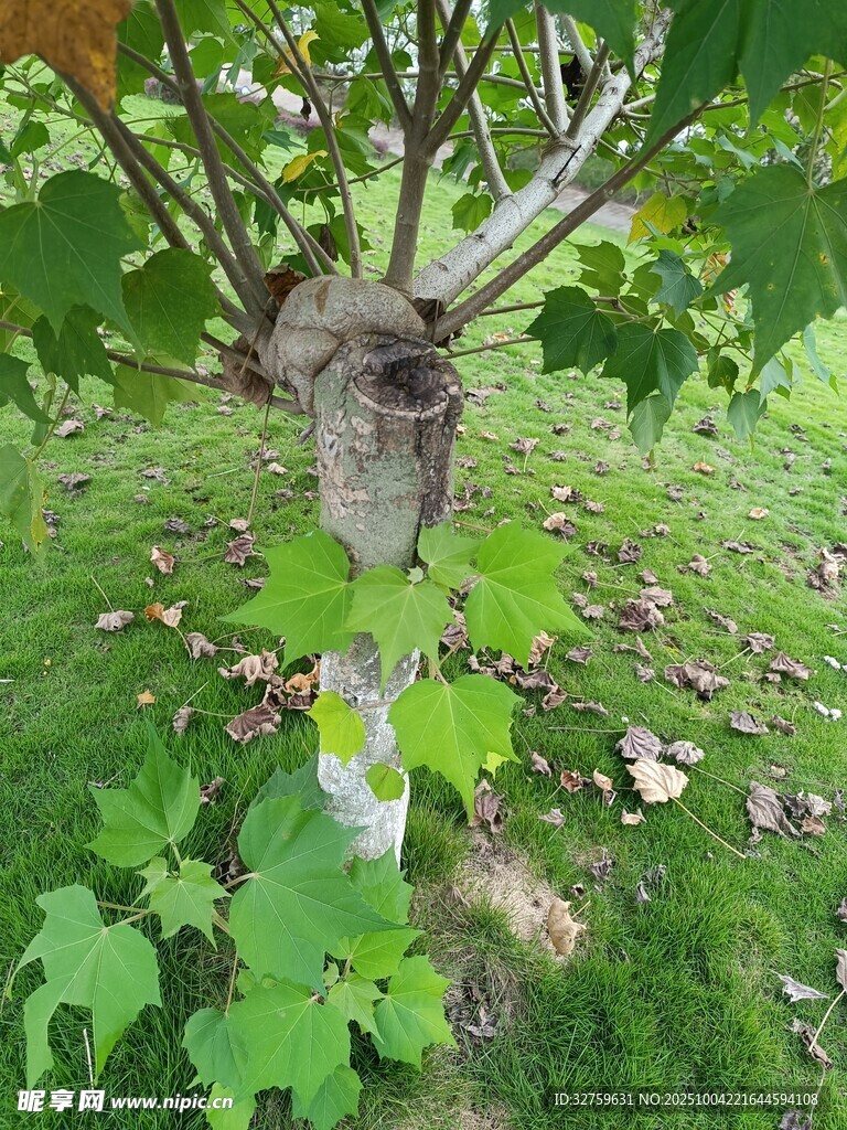 奇特树桩与繁茂绿叶