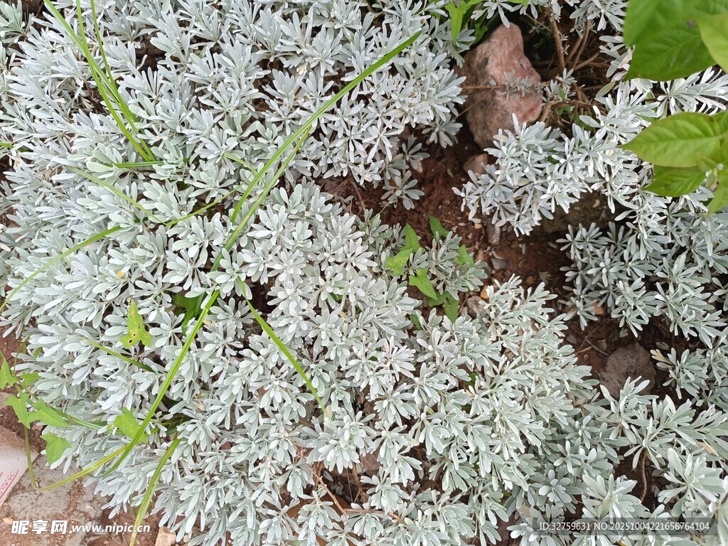 银叶植物特写