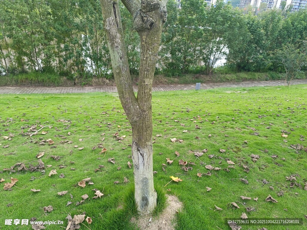 草地中一棵光秃的树干