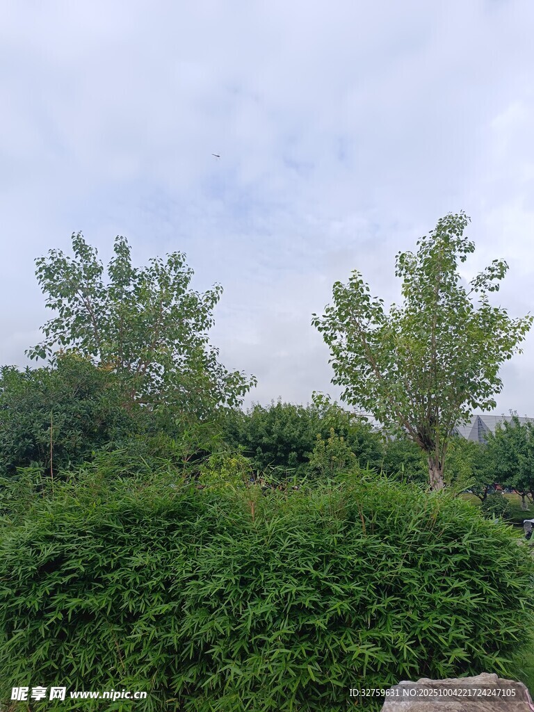 绿意盎然的户外植物景观