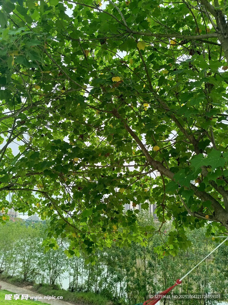 绿叶繁茂的树木景观