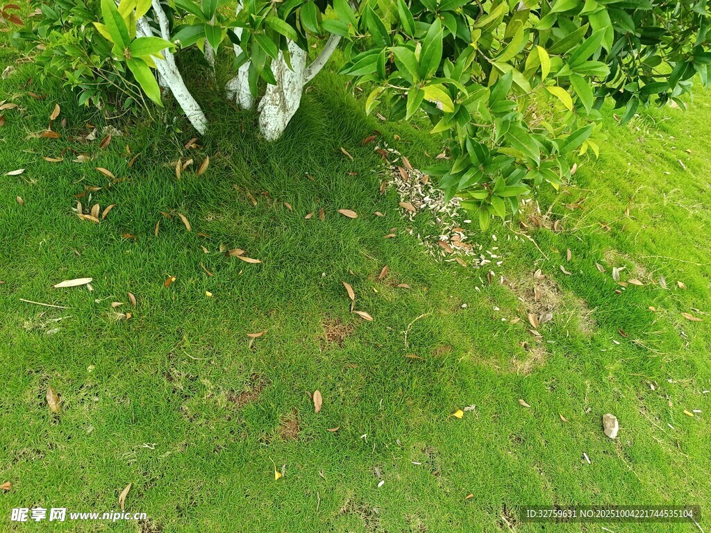 绿草间的树木景致