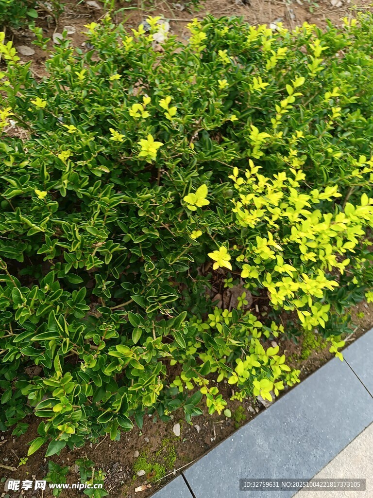 路边翠绿繁茂的灌木丛
