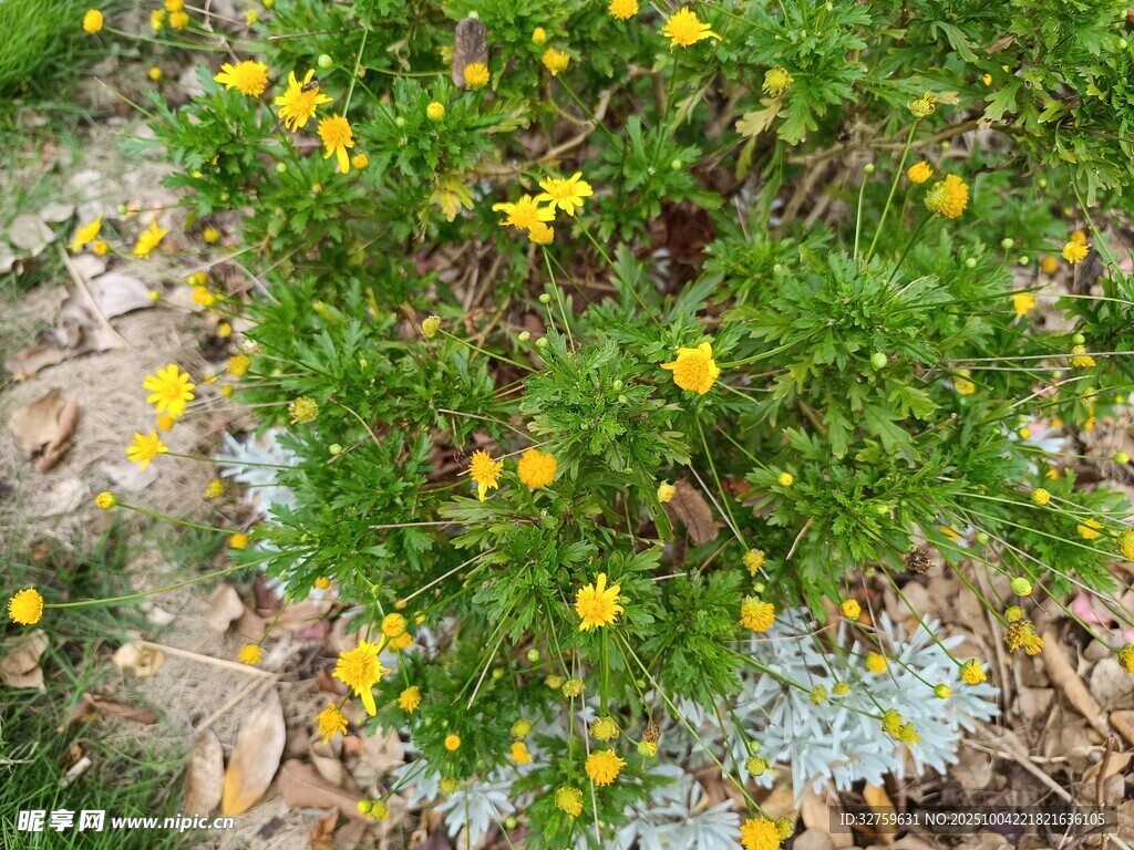 黄色小花与绿植相映成趣