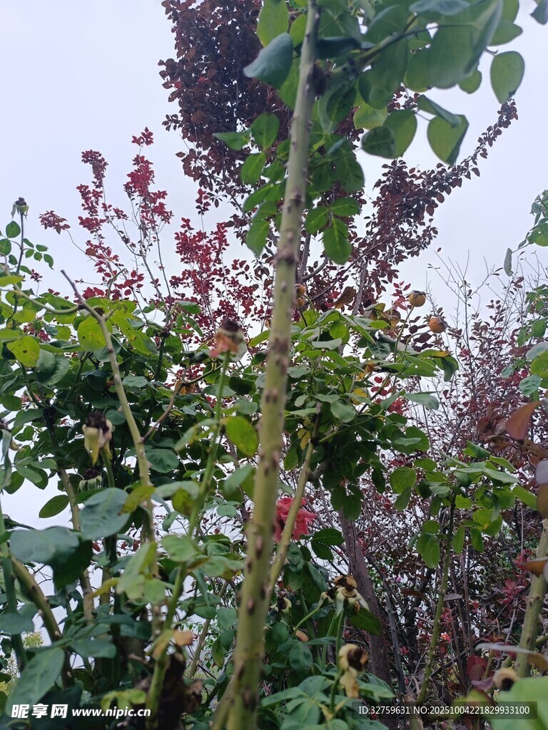 繁茂多彩的植物花卉景观