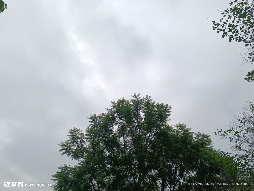 仰视天空下的葱郁树木