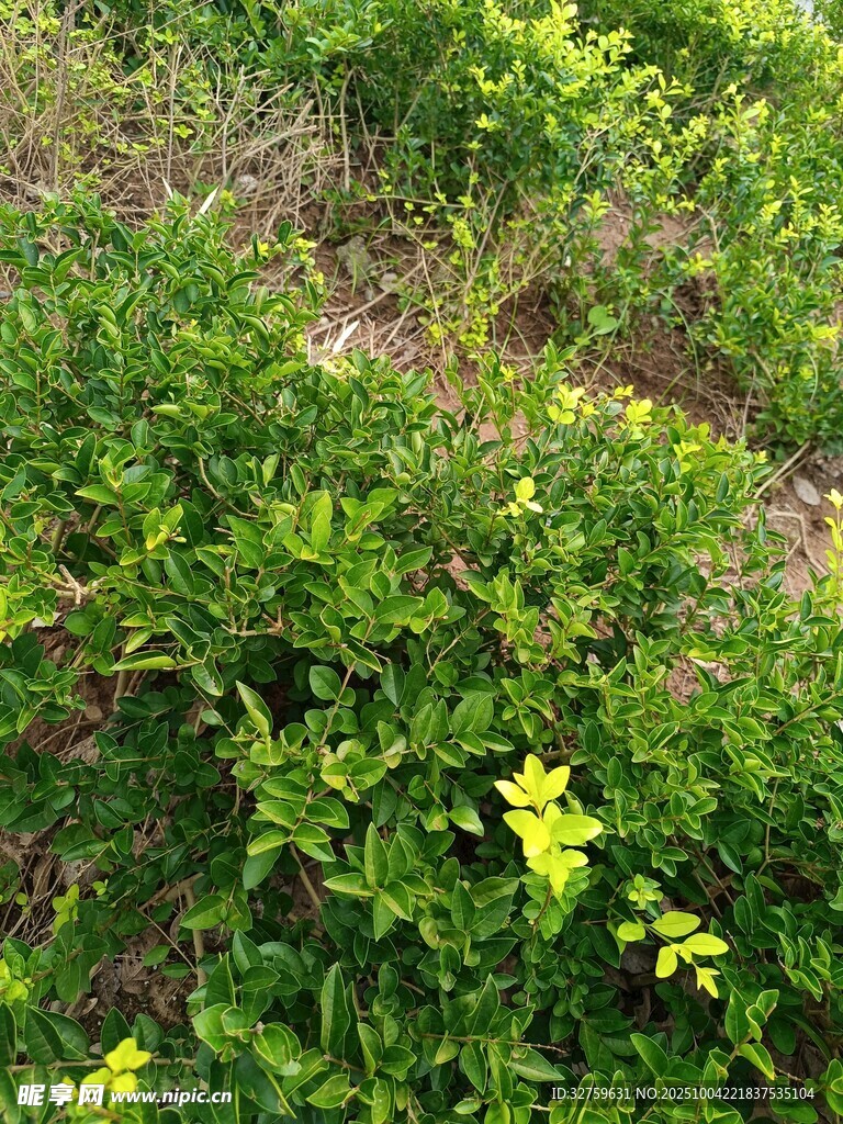 绿意盎然的黄色小花植物