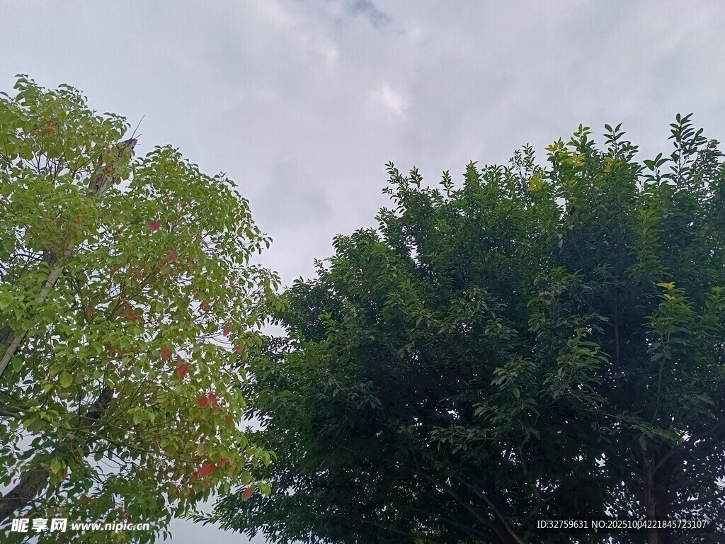 绿树蓝天 