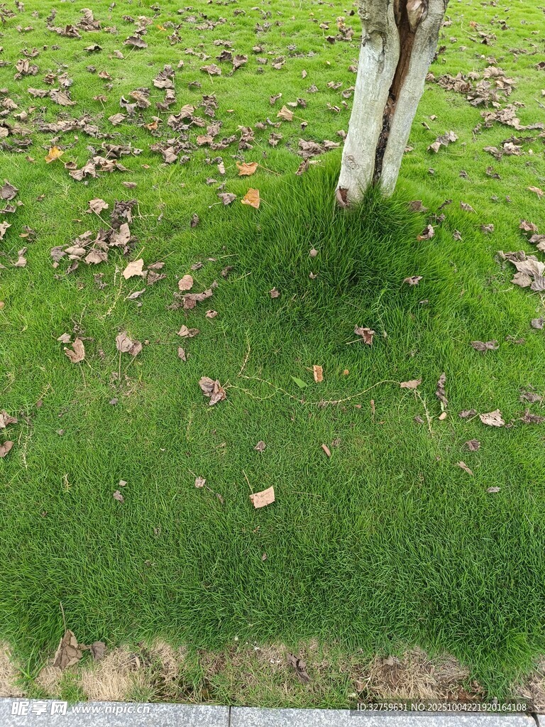 树下嫩绿草地近景