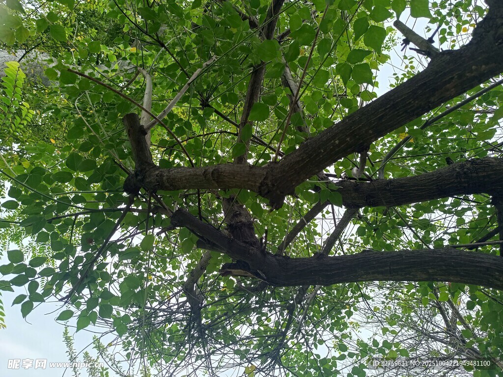仰视繁茂枝叶树干