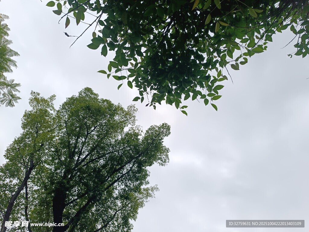 仰视绿树与天空