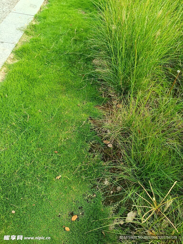 路边翠绿草地与丛生植物