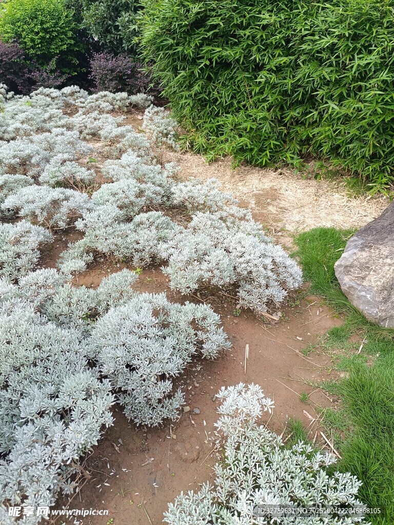 银叶植物景观