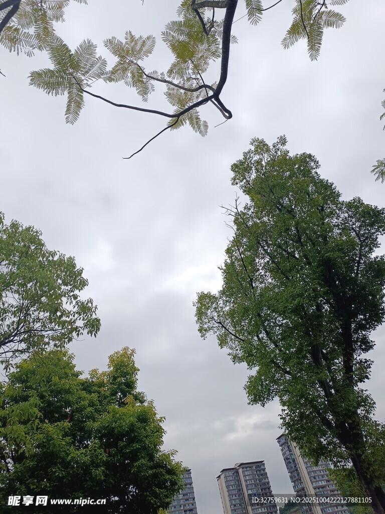 仰视绿树与天空的景致