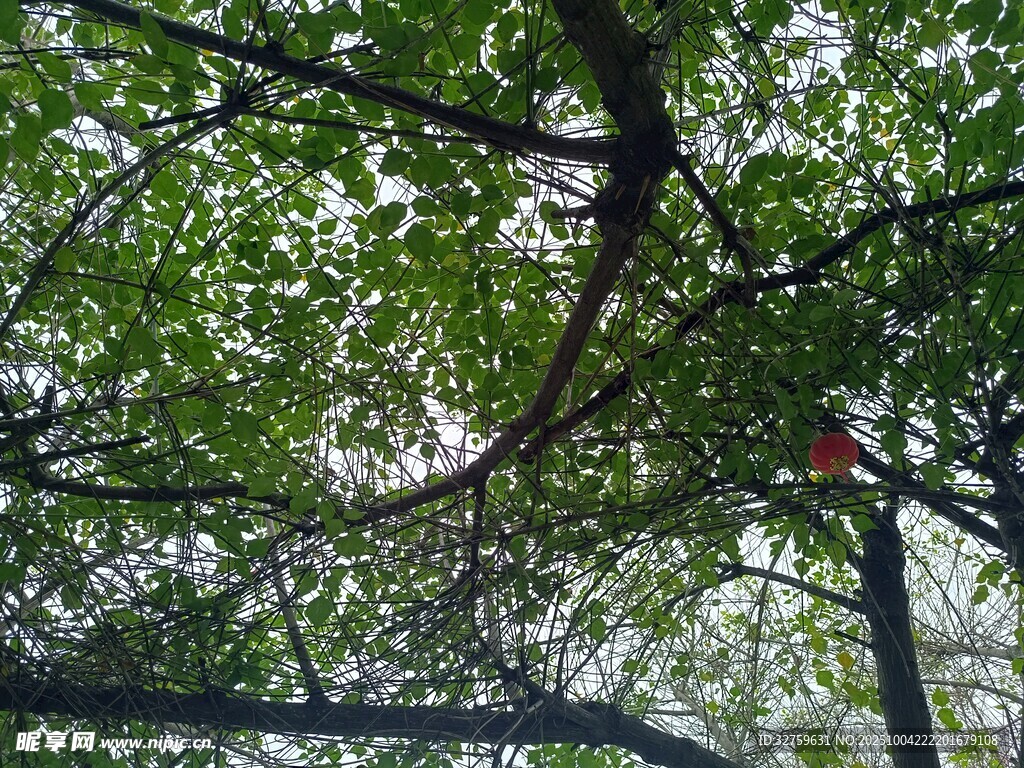绿叶间的红色鸟儿