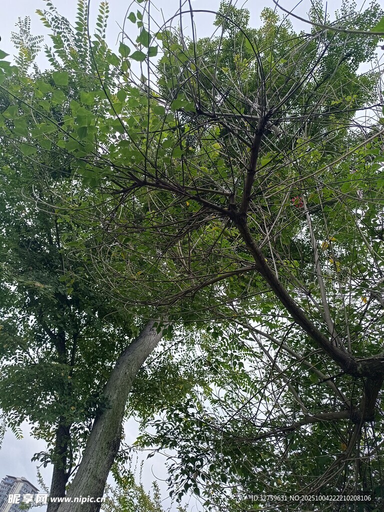 繁茂绿树 
