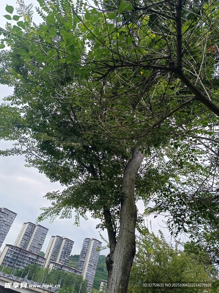 城市中茂盛的绿树景观