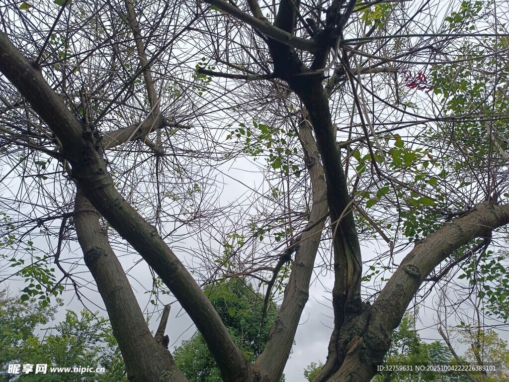 枝干交错的树木景象