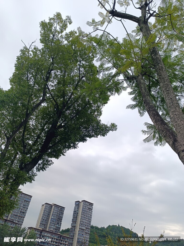 城市中茂盛的高大树木