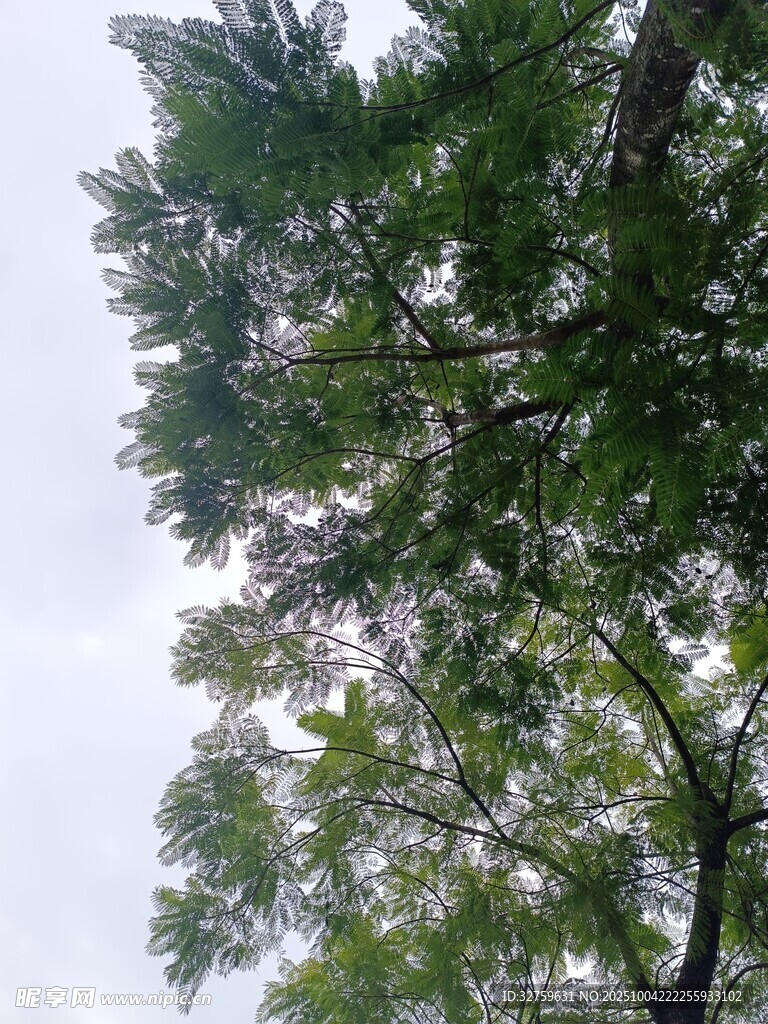 仰视繁茂绿树与天空