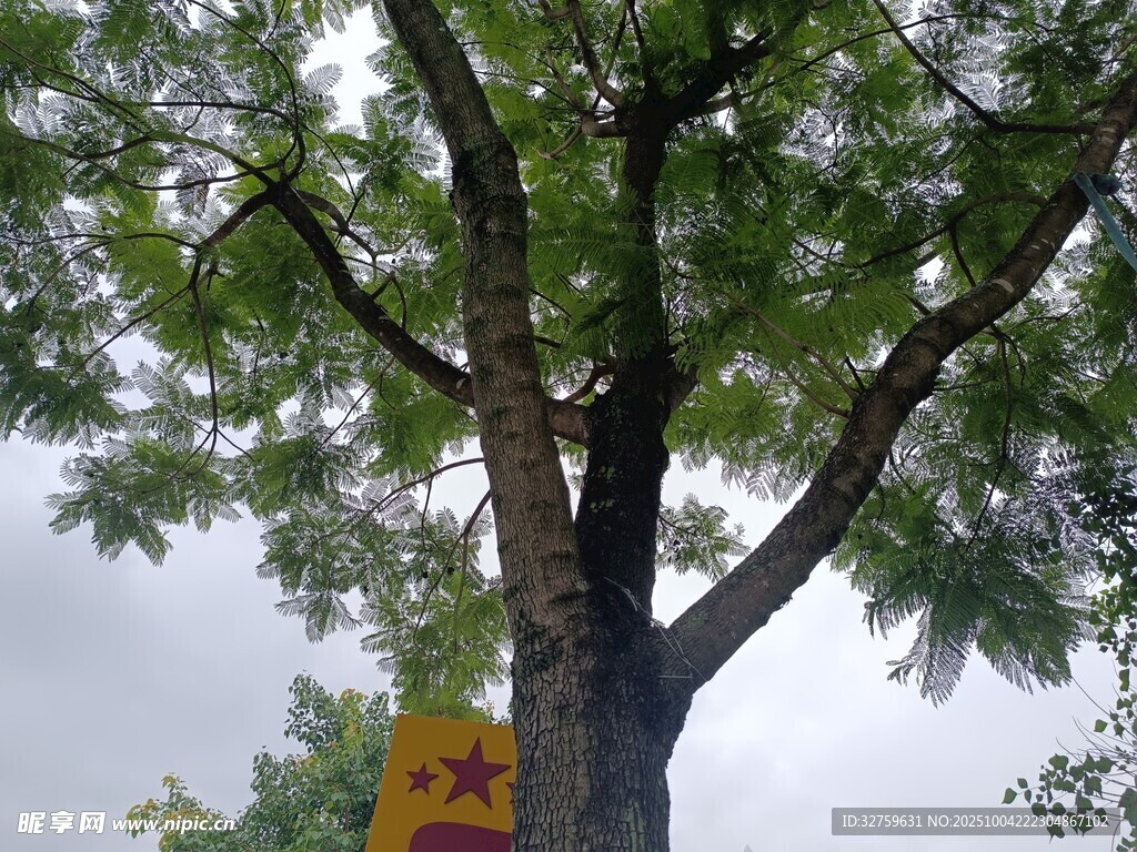 大树下的黄色警示标志