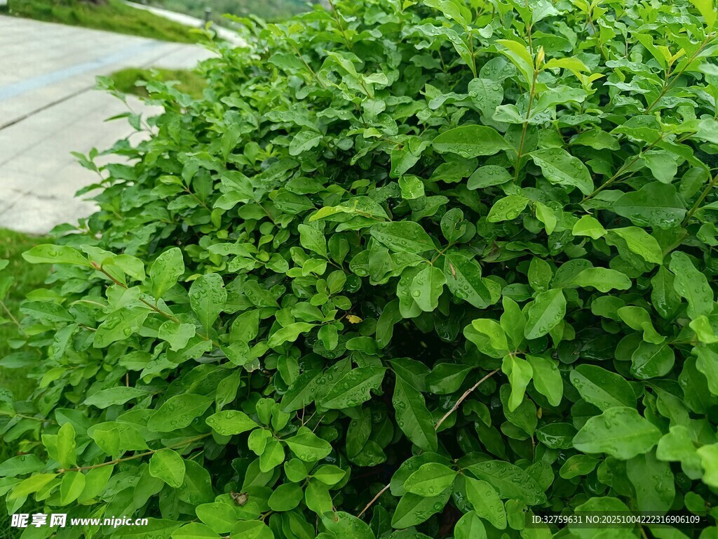 茂盛绿植